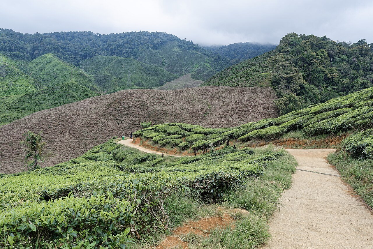 Rolling tea plantations in the Cameron Highlands